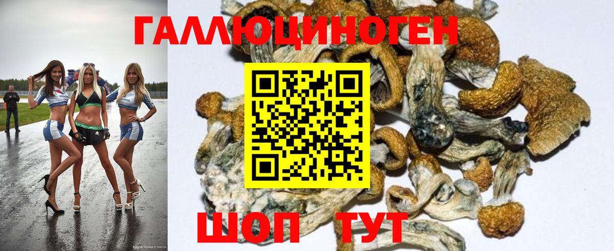Галлюциногенные грибы Psilocybe  Вход с VPN  Новоалтайск 